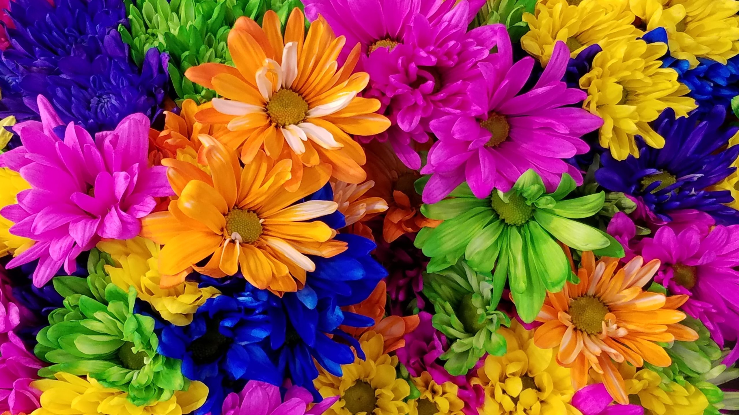 A group of very colorful Chrysanthemums.